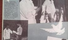 与蜜蜂的一次大战_350字