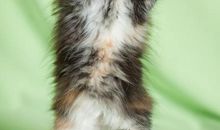 有趣的小猫_350字