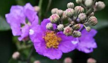 春天又来，繁花又开_350字