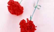 开在心间的感恩之花_700字