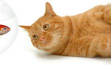 巧避沙尘暴_100字