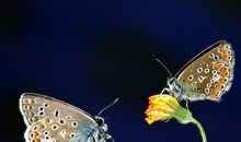 一年级日记：看“变废为宝”作品_100字