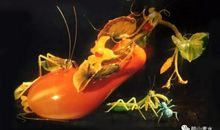 小金鱼和癞蛤蟆_300字