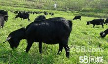 白羊和黑羊 _250字