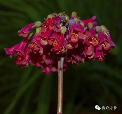 观看鲜花_800字