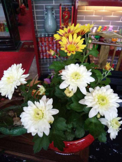 一年级日记：参观菊花秀_150字