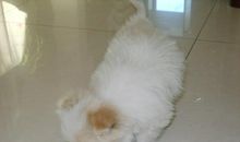 小狗“欢欢”_400字