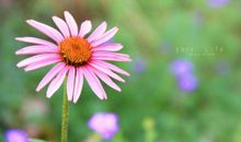 初中年华似流水_1200字