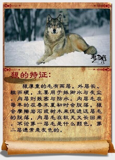 飞狼legend_650字