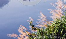 描写“湖水”的诗句_600字