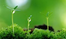 关于春天的谚语_300字