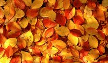 [PK赛]关于秋天的作文：金秋_600字