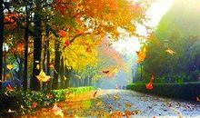 [PK赛]关于秋天的作文：秋天落叶_900字