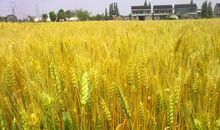 [PK赛]关于秋天的作文：故乡之景·凉爽的秋_1200字