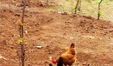 桃源里的大公鸡_350字