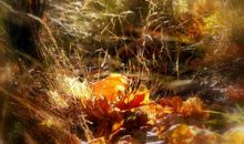 [PK赛]关于秋天的作文：落叶也在奉献_800字