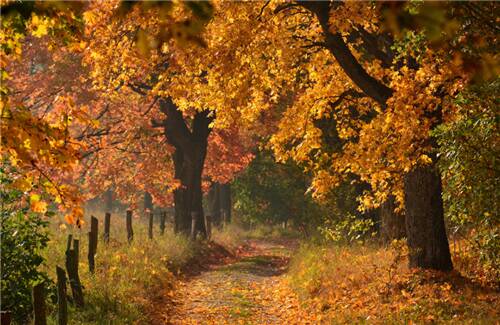 [PK Tour]秋天的组成：秋季，悲伤的季节_550字