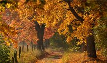 [PK赛]关于秋天的作文：秋天，悲伤的季节_550字