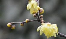 夜微凉，泪成霜_100字