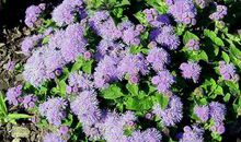 [PK赛]关于中国梦的作文：梦想的花儿向阳开_1200字