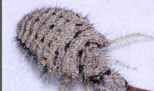 奇妙的昆虫-蚁蛳_550字