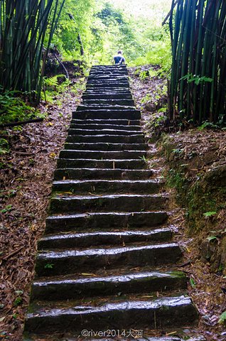 景区细分：山高森林秘密，绿树色调_1000字