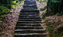 写景风景好段：山高林密，绿树成荫_1000字