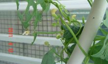 我家的植物天地_500字