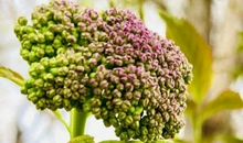 美丽的春天：光彩夺目的春天_350字