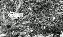 童年趣事——落汤猫_550字