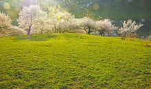 春天的色彩_800字