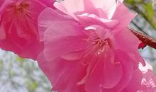 春天一年中最美的季节_1200字