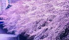 樱花玖伴（一）_800字