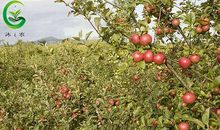 我的“苹果园”_450字