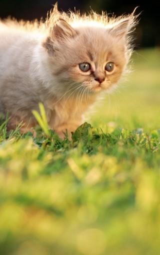 可爱的小花猫_250字