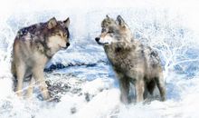 读《巴哥狗与富贵猫》有感_450字