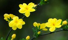 春天的迎春花_300字