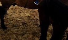 暑假游记——草原骑马_200字