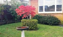 漂亮的花园_350字