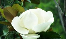 给我广玉兰_800字