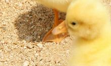 我最喜爱的动物——小鸭子_500字