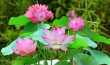 给点阳光就灿烂_200字