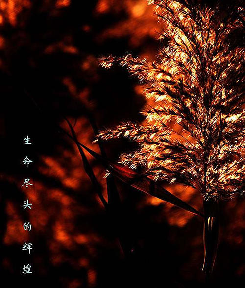 美丽 - 直到生命结束_1000字