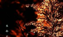 美——直到生命尽头_1000字