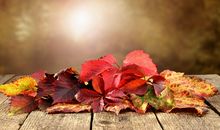 秋天的校园_800字