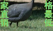 我家的珍珠鸡_800字