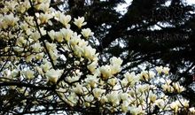 这个春天有点冷_1200字