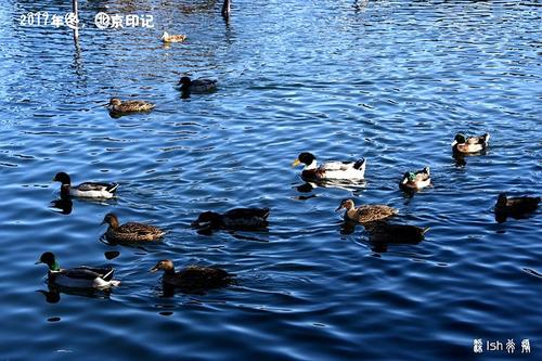 喂鸭_350字