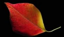 秋叶的暖_3000字