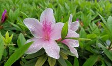 草色遥看近却无_800字